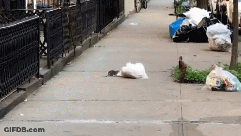 A Rat Is Laying On The Sidewalk Next To A Pile Of Garbage GIF