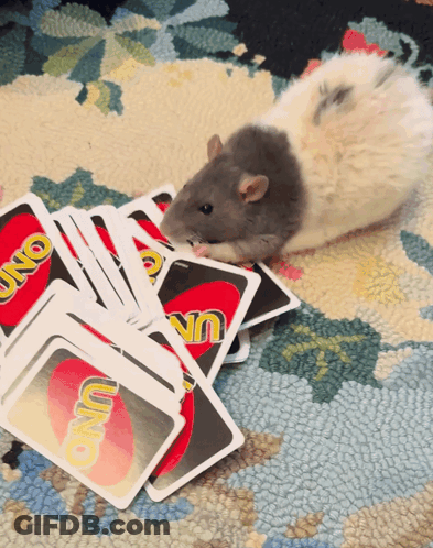 A Rat Is Playing A Game Of Uno With A Pile Of Cards GIF