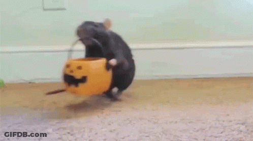 A Rat Is Standing Next To A Pumpkin On The Floor And Eating From It . GIF