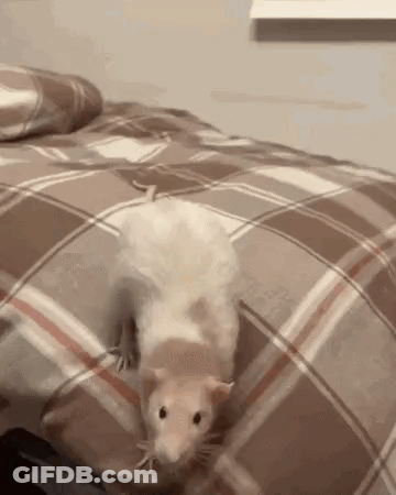 A Rat Is Standing On A Bed With A Plaid Blanket . GIF