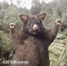 A Rat Is Standing On Its Hind Legs With Its Arms Outstretched In The Air . GIF
