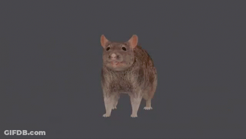 A Rat Is Walking On A Grey Background With Its Mouth Open GIF