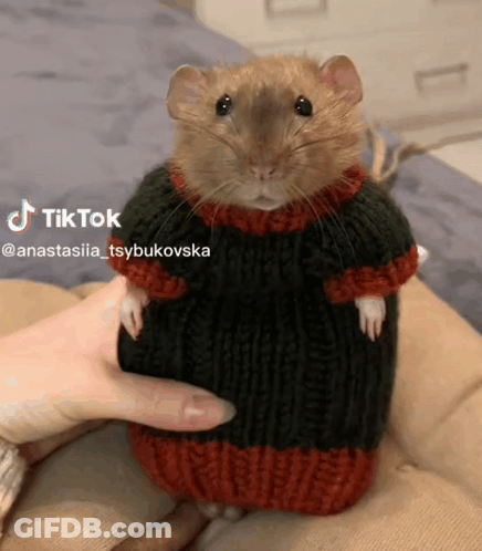 A Rat Wearing A Knitted Sweater Is Being Held By A Person .. GIF