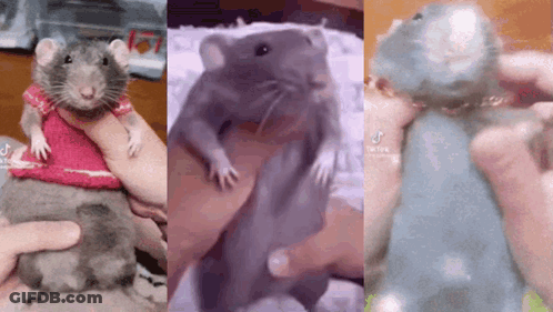 A Rat Wearing A Pink Sweater Is Being Held In A Person 'S Hand . GIF