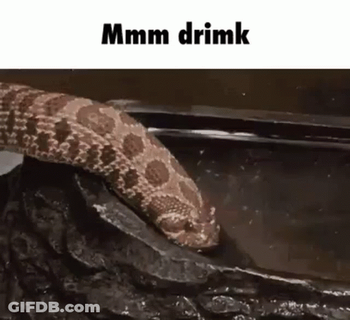 A Rattlesnake Is Drinking Water From A Rock . GIF