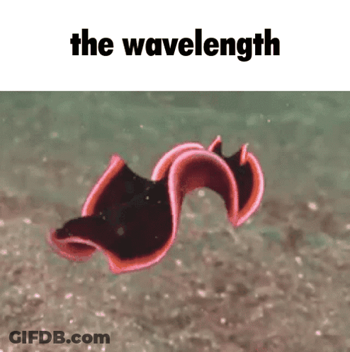 A Red And Black Worm Is Swimming In The Water With The Words The Wavelength Above It GIF