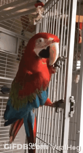 A Red And Blue Parrot In A Cage That Says Oh Geeze Viralhog GIF
