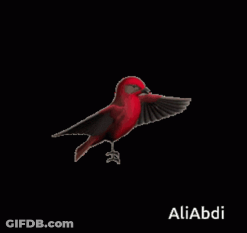 A Red And Brown Bird Is Flying On A Black Background With The Name Aliabdi At The Bottom GIF