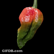 A Red And Green Pepper With A Green Stem On A Black Background GIF