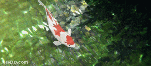 A Red And White Fish Is Swimming In A Pond With A Caption That Says Chaetyang GIF