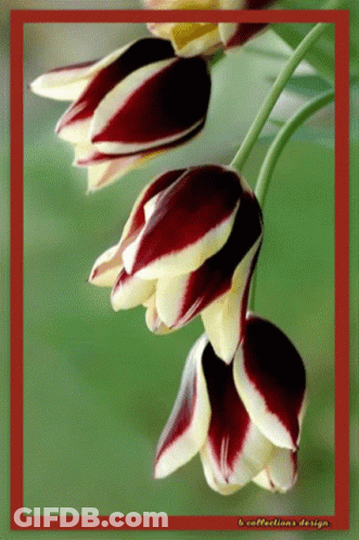 A Red And White Flower With The Words B Collections Design Written On The Bottom GIF