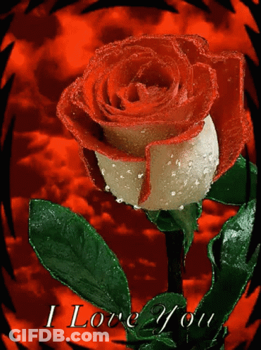 A Red And White Rose On A Red Background With The Words I Love You GIF