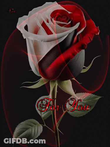 A Red And White Rose With The Words " For You " On The Bottom GIF
