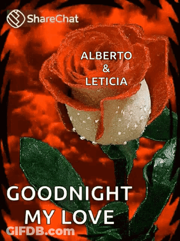 A Red And White Rose With The Words Goodnight My Love Written On It GIF