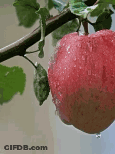 A Red Apple Is Hanging From A Tree Branch With Water Drops On It GIF