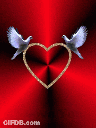 A Red Background With A Heart And Two Birds And The Words I Love You GIF