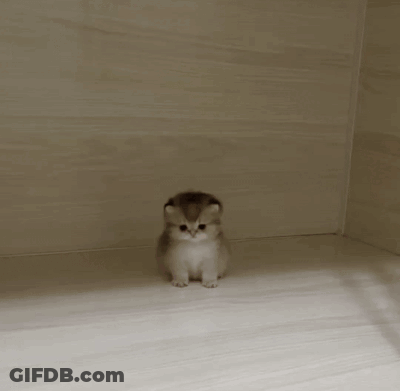 A Red Balloon Is Sitting On Top Of A Small Rabbit 'S Head GIF