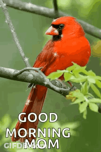 A Red Bird Is Perched On A Tree Branch With The Words Good Morning Mom Written Below It GIF