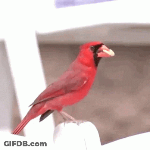 A Red Bird Is Perched On A White Chair GIF