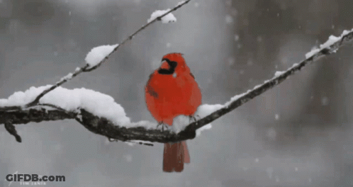 A Red Bird Perched On A Snowy Branch With The Name Tim Written Below It GIF