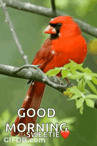 A Red Bird Perched On A Tree Branch With The Words Good Morning Sweetie Written Below It GIF