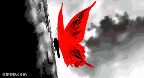 A Red Butterfly Is Sitting On A Black And White Wall GIF