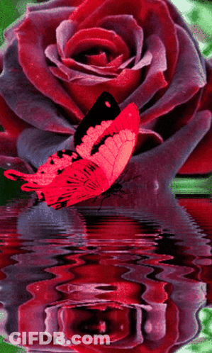 A Red Butterfly Is Sitting On A Red Rose In Front Of A Reflection Of The Rose In The Water GIF