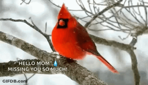 A Red Cardinal Is Perched On A Tree Branch With A Tear Coming Out Of Its Eye . GIF