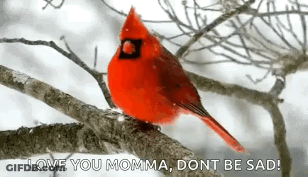 A Red Cardinal Is Perched On A Tree Branch With The Words `` Love You Momma , Dont Be Sad '' . GIF
