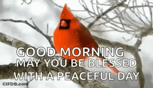 A Red Cardinal Is Sitting On A Tree Branch In The Snow . GIF