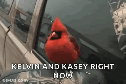 A Red Cardinal Is Sitting On The Hood Of A Car With The Words Kelvin And Kasey Right Now . GIF