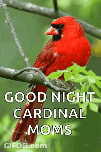A Red Cardinal Perched On A Tree Branch With The Words Good Night Cardinal Moms GIF