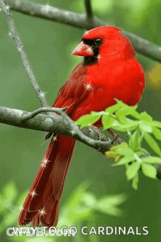 A Red Cardinal Perched On A Tree Branch With The Words " Way To Go Cardinals " Below It GIF