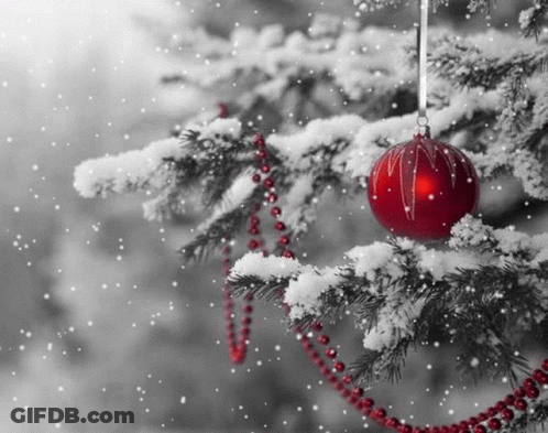 A Red Christmas Ball Is Hanging From A Snowy Christmas Tree Branch . GIF