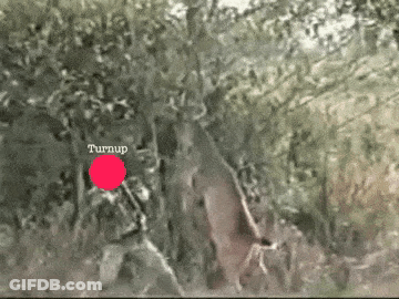 A Red Circle In The Middle Of A Tree Says Turnup GIF