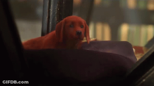 A Red Dog Is Sitting In A Car Looking Out The Window GIF