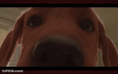 A Red Dog Is Standing Next To A Bed In A Bedroom GIF