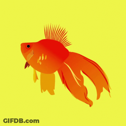 A Red Fish With A Yellow Tail Is Swimming In The Water GIF