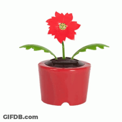 A Red Flower In A Red Pot With Green Leaves On A White Background GIF