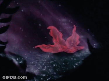 A Red Flower Is Floating In The Water With Bubbles Around It GIF