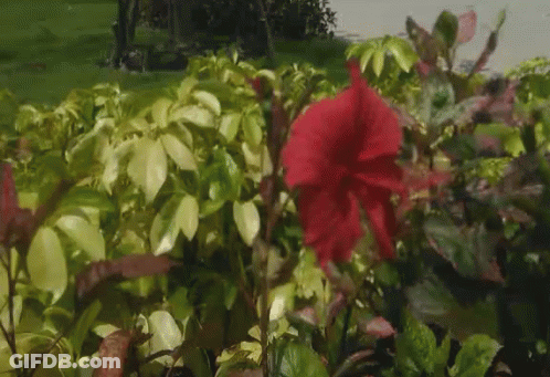 A Red Flower Is In The Middle Of A Bush GIF