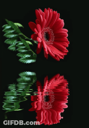 A Red Flower Is Reflected In A Black Water Surface GIF