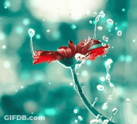 A Red Flower Is Surrounded By Water Bubbles GIF