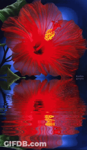 A Red Flower With A Yellow Center Is Reflected In A Body Of Water By Keefe 'S Pictures GIF