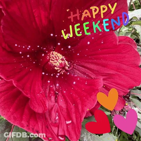 A Red Flower With The Words " Happy Weekend " Written On It GIF