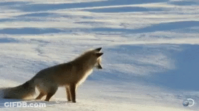 A Red Fox Is Standing In The Snow And Looking At The Camera . GIF