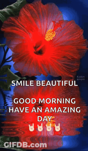 A Red Hibiscus Flower With The Words Smile Beautiful Good Morning Have An Amazing Day GIF