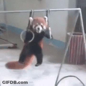 A Red Panda Is Hanging Upside Down On A Swing While Holding A Pair Of Rings . GIF
