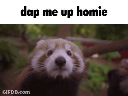 A Red Panda Is Looking At The Camera With The Caption " Dap Me Up Homie " GIF
