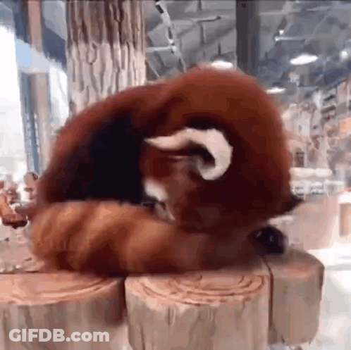 A Red Panda Is Sitting On A Wooden Stump . GIF